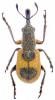 Aletinus maculipennis